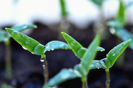 Green sprout growing from ground. Dewy young leaves sprouting plants. Spring background - garden.の写真素材