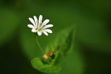 Beautiful little spring white flower. Natural colored blurred background with forest.(Stellaria nemorum).の写真素材