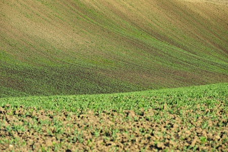 Field in the spring. Beautiful natural abstract background for agriculture.の写真素材