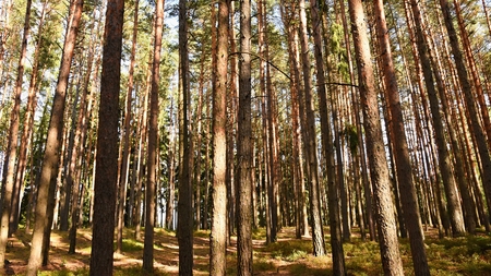 Beautiful natural forest background. Coniferous trees on a beautiful sunny day. Relaxation in...