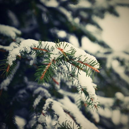 Snowy coniferous Christmas tree. Concept for winter and Christmas time.の写真素材