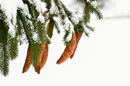 Snowy cones on a coniferous tree in winter.の写真素材