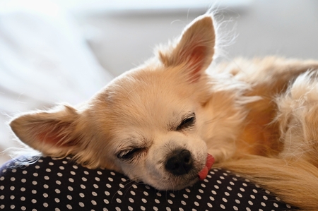 Beautiful little pet. Dog - Chihuahua.の写真素材