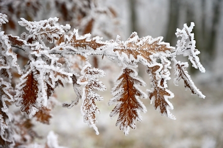 Frost and snow on branches. Beautiful winter seasonal  background. Photo of frozen nature.の写真素材