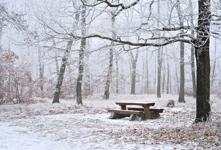 Snowy trees in a forest with a bench and a table for rest. Beautiful concept for winter, nature and...