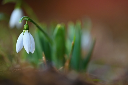 Snowdrops in grass in the garden. Beautiful first spring flowers. Colorful natural background.(Galanthus)の写真素材