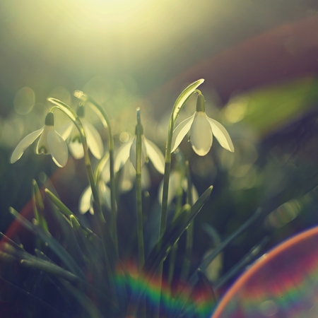 Spring flowers. Beautiful first spring plants - snowdrops. (Galanthus) A beautiful shot of nature with an old lensの写真素材