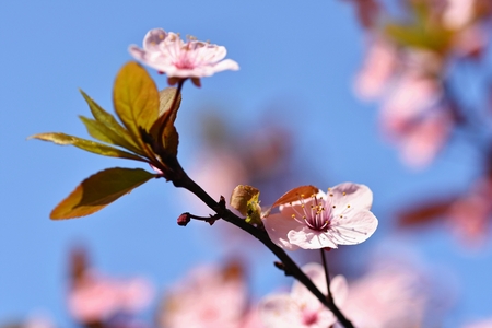Beautiful nature scene with blooming tree and sun. Easter Sunny day. Spring flowers. Orchard Abstract blurred background in Springtime.の写真素材