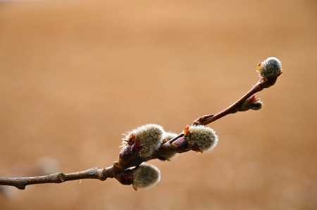 Beautiful blooming tree as a symbol of spring and springtime. Blooming Willow. Salix caprea.の写真素材