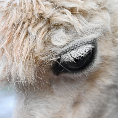 Eye of a llama. Detailed photo of animal eye.の写真素材