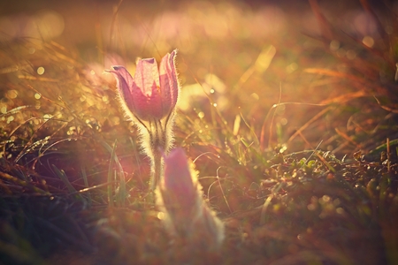 Spring background with flowers on meadow. Beautiful blooming pasque flower at sunset. Spring nature,...