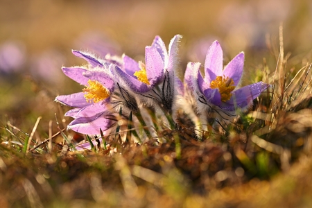 Spring flower. Nature - meadow and sunset. Seasonal concept for springtime. Beautifully blossoming...