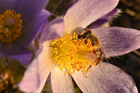 Spring flower with a bee. Beautifully blossoming pasque flower and sun with a natural colored...