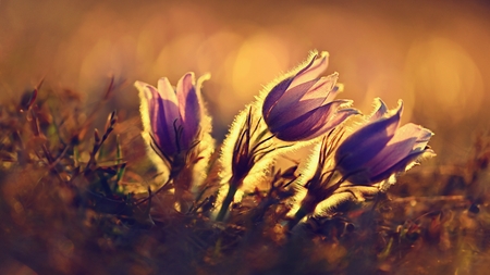 Spring background with flowers on meadow. Beautiful blooming pasque flower at sunset. Spring nature,...