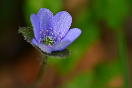 Spring flower. Beautiful blooming first small flowers in the forest. Hepatica. (Hepatica nobilis)の写真素材
