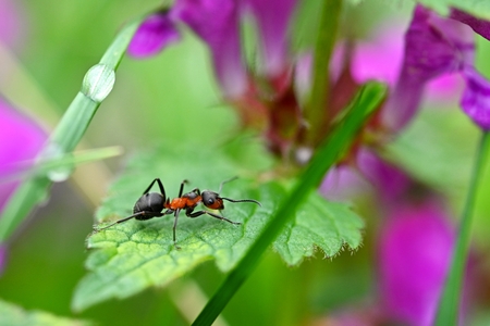 Beautiful macro shot of ant on leaf in grass. Natural colorful background.の写真素材