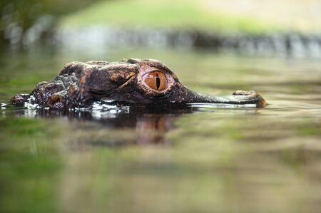 Beautiful close-up portrait of young caiman in water.の写真素材