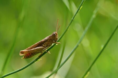 Beautiful macro shot of a grasshopper in the grass. Nature close up.の写真素材