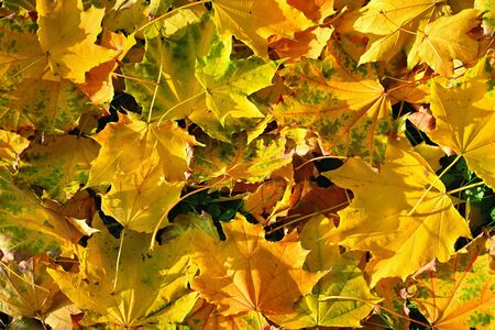 Autumn background with colored leaves on wooden board. Flat lay, top view, copy space.