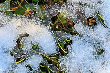 Frozen grass. Beautiful natural colorful background for winter season.