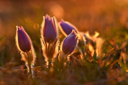 Spring flowers. Beautiful purple little furry pasque-flower. (Pulsatilla grandis) Blooming on meadow...