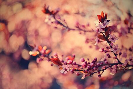 Beautiful flowering Japanese cherry - Sakura.
Background with flowers on a spring day.の写真素材