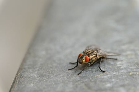 Insects close up. Beautiful macro shot of a fly.