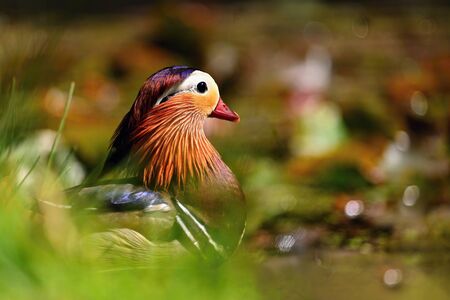 Beautiful mandarin ducks. Animals in the wild. Natural colorful background.の写真素材