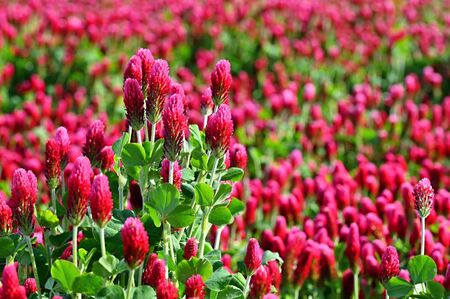 Beautiful blooming red clover in the field. Natural colorful background.の写真素材