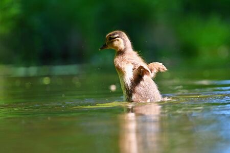Duckling. Mandarin duckling cub. Beautiful young water bird in the wild. Colorful background.の写真素材