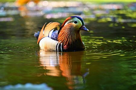 Beautiful mandarin ducks. Animals in the wild. Natural colorful background.の写真素材