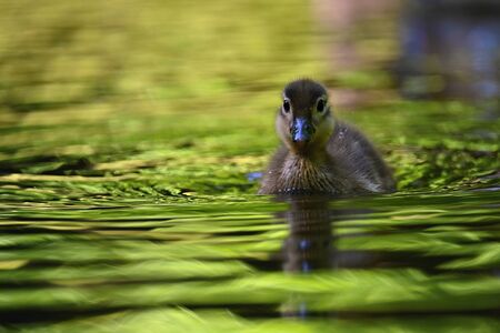 Duckling. Mandarin duckling cub. Beautiful young water bird in the wild. Colorful background.の写真素材