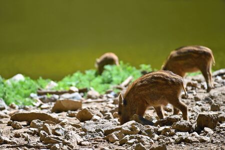 Beautiful little pigs wild in nature. Wild boar. Animal in the forest.の写真素材