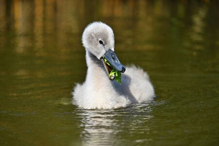 Beautiful swans cubs at pond. Natural colorful background with wild beautiful birds. (Cygnus)の写真素材