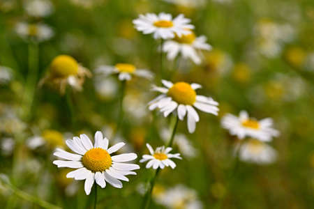 Beautiful flowers - daisies. Summer nature background with flowers.の写真素材