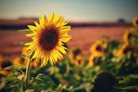 Beautiful blossoming sunflowers with blue sky in the background. Traditional concept for summer and flowers.の写真素材