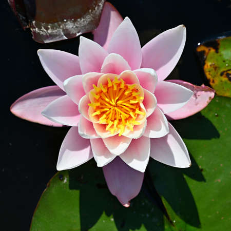 Beautiful blooming water lily plant. Colorful nature background for massage, spa and relaxation.の写真素材
