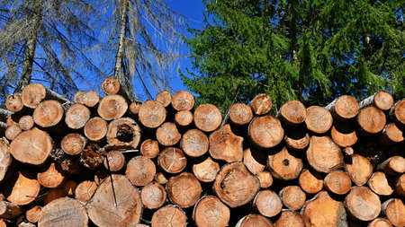 Logs of wood. Abstract nature background with wood in the forest.