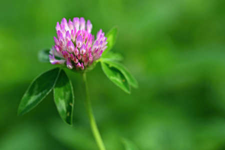 Beautiful pink flowering plant in a meadow Meadow Clover (Trifolium pratense)の写真素材