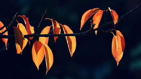 Autumn background. Beautiful colorful leaves of trees in nature. Autumn time.の写真素材