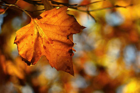 Autumn. Beautiful colorful leaves on trees in autumn time. Natural seasonal color background.