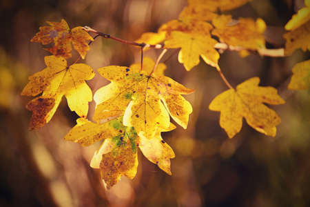 Autumn background. Beautiful colorful leaves of trees in nature. Autumn time.