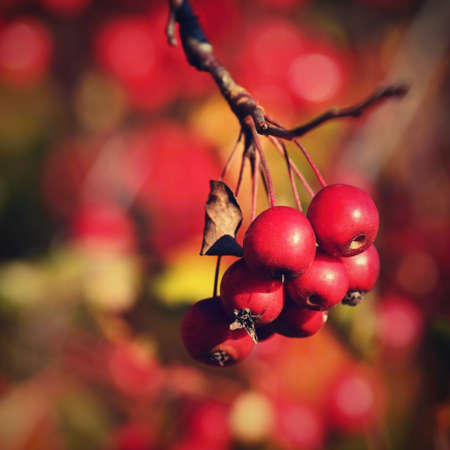 Rowan berries on a branch. (Sorbus alnifolia), (Sorbus aucuparia)の写真素材