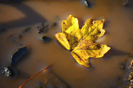 Autumn nature concept. Beautiful yellow leaf in a pool of water.