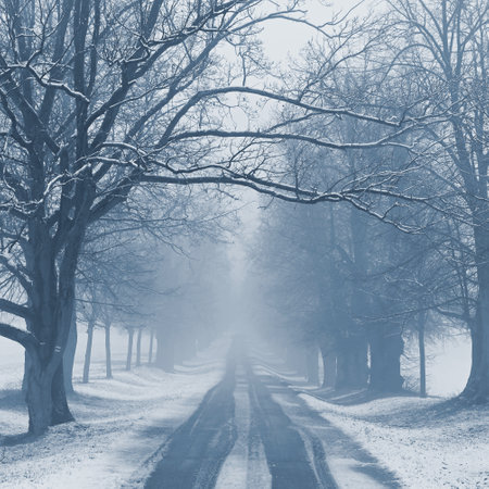 Winter landscape - frosty trees in the forest. Nature covered with snow. Beautiful seasonal natural background.の写真素材