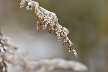Winter landscape. Frost on branches. Beautiful winter seasonal natural background.の写真素材