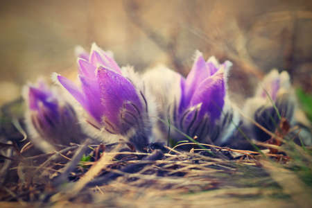 Spring flowers. Beautifully blossoming pasque flower and sun with a natural colored background. (Pulsatilla grandis)の写真素材