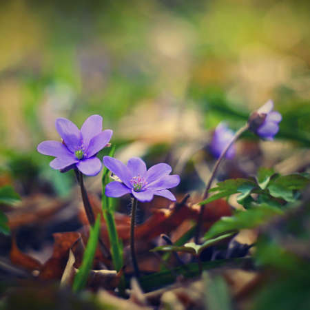 Spring flower. Beautiful blooming first small flowers in the forest. Hepatica. (Hepatica nobilis)の写真素材