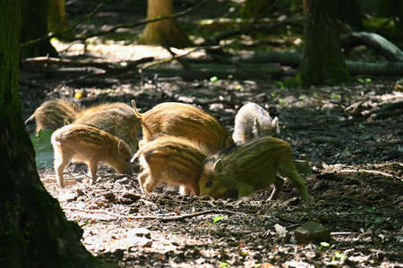 Small wild piglets in the forest. Animals in the wild, natural colorful background.の写真素材