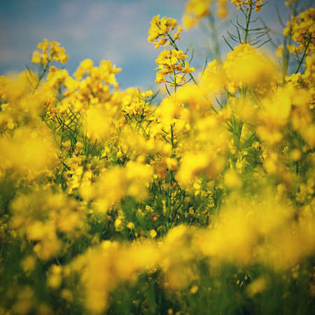Field with flowering rapeseed in spring time. (Brassica napus) Landscape and agriculture in the...